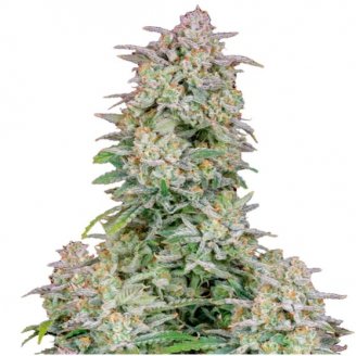 Сорт семян конопли Wedding Glue Auto Fem.