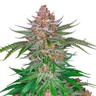 Сорт семян конопли Strawberry Gorilla Auto Fem.