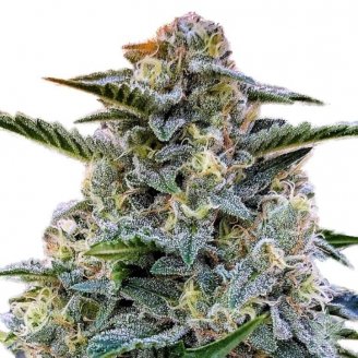 Сорт семян конопли Bruce Banner # Auto Fem.